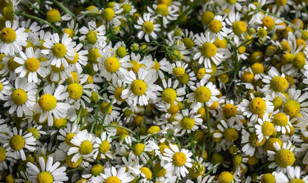 Chamomile stimulates blood circulation, helping to get rid of wrinkles